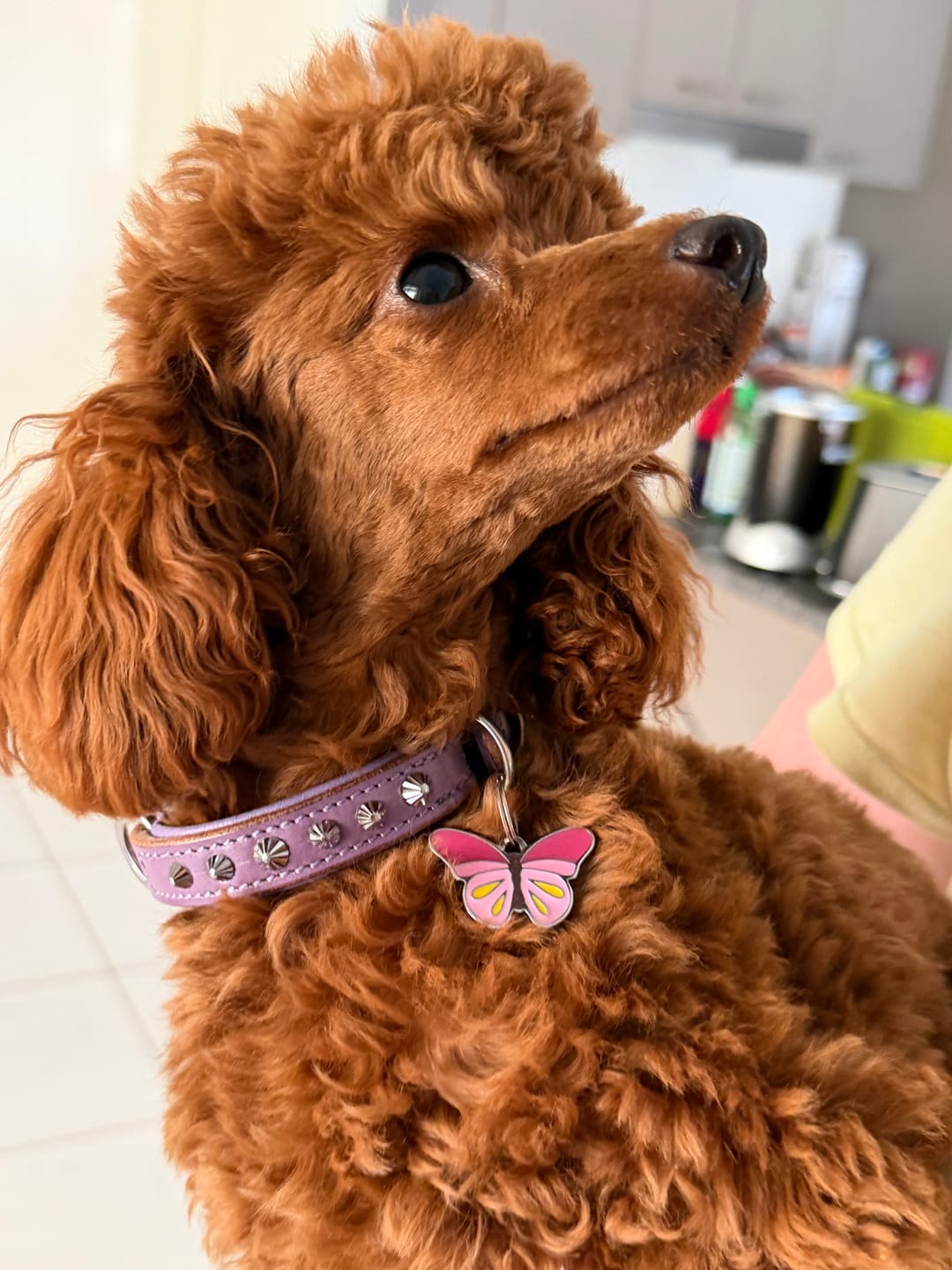 Customer photo review of Hand Made Leather Dog Collar - Imperial Baby Blue & Rose Gold (Slim fit)