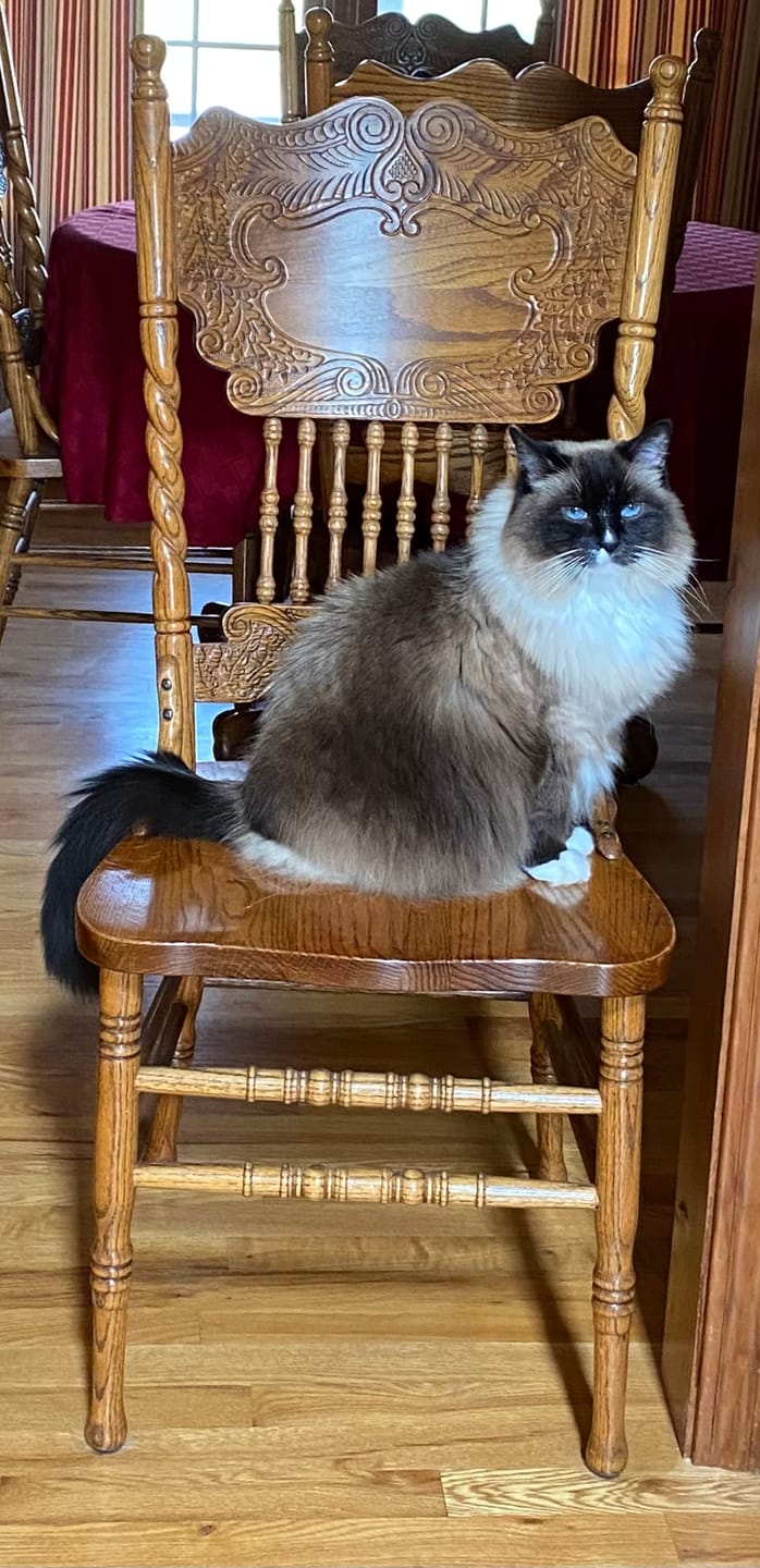 Customer photo review of Cat Dental Care & Bad Breath Remedy