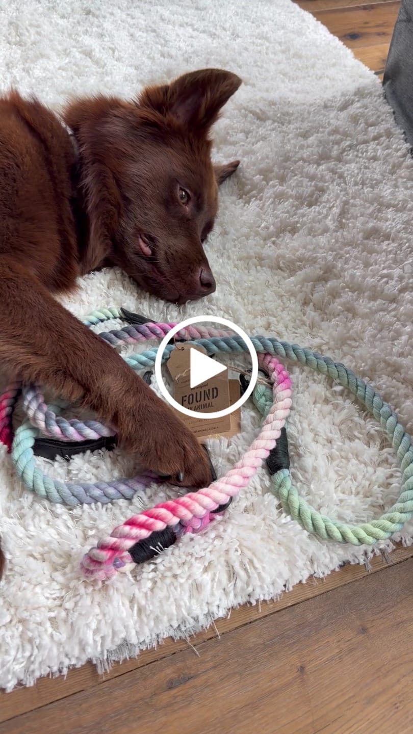 Customer video review of New! The Dioji Cotton Rope Cat & Dog Collar
