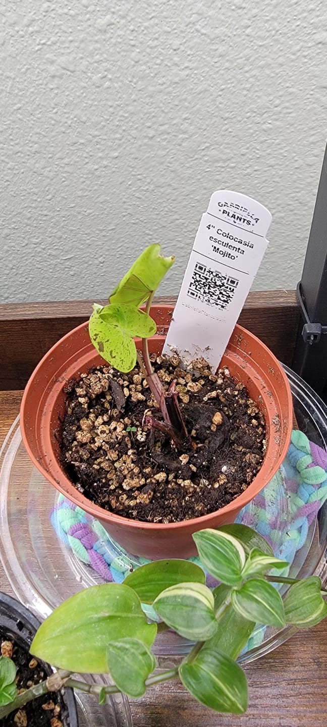 Customer photo review of Colocasia esculenta 'Mojito'