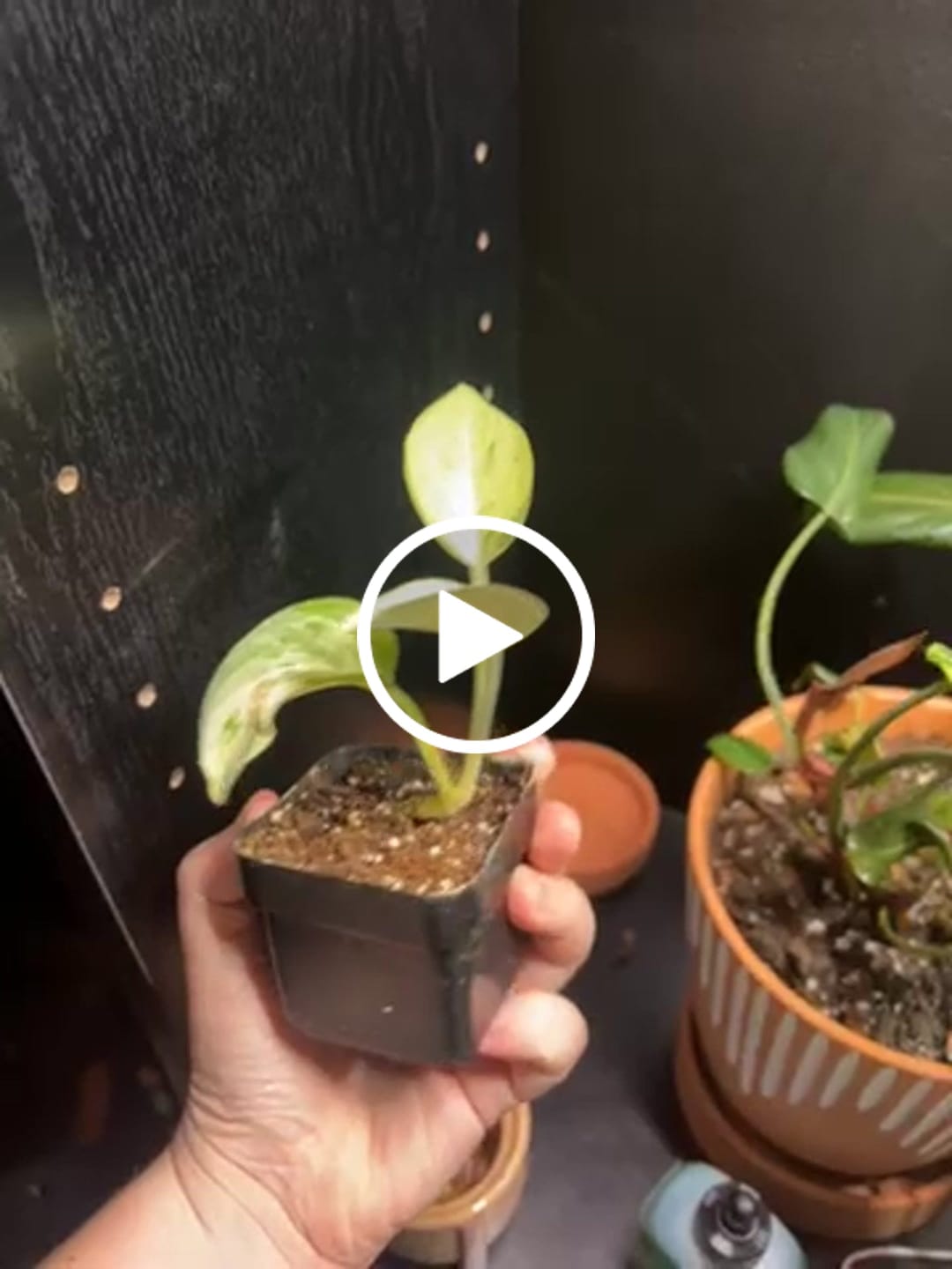 Customer video review of Snow Queen Pothos Single Starter Plant in a 1.5" Pot - Epipremnum Aureum 'Snow Queen' - Variegated Pothos -  Office Plant, Gift Plant