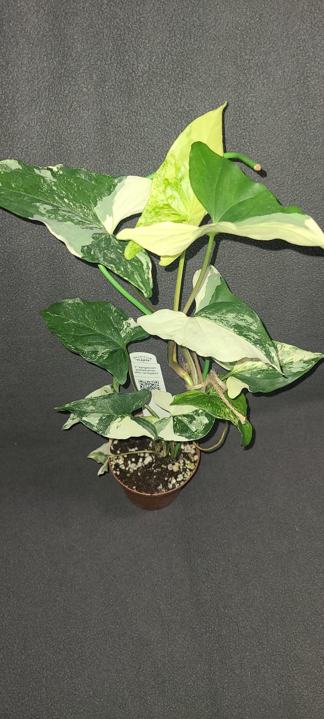 Customer photo review of Syngonium podophyllum albo variegata