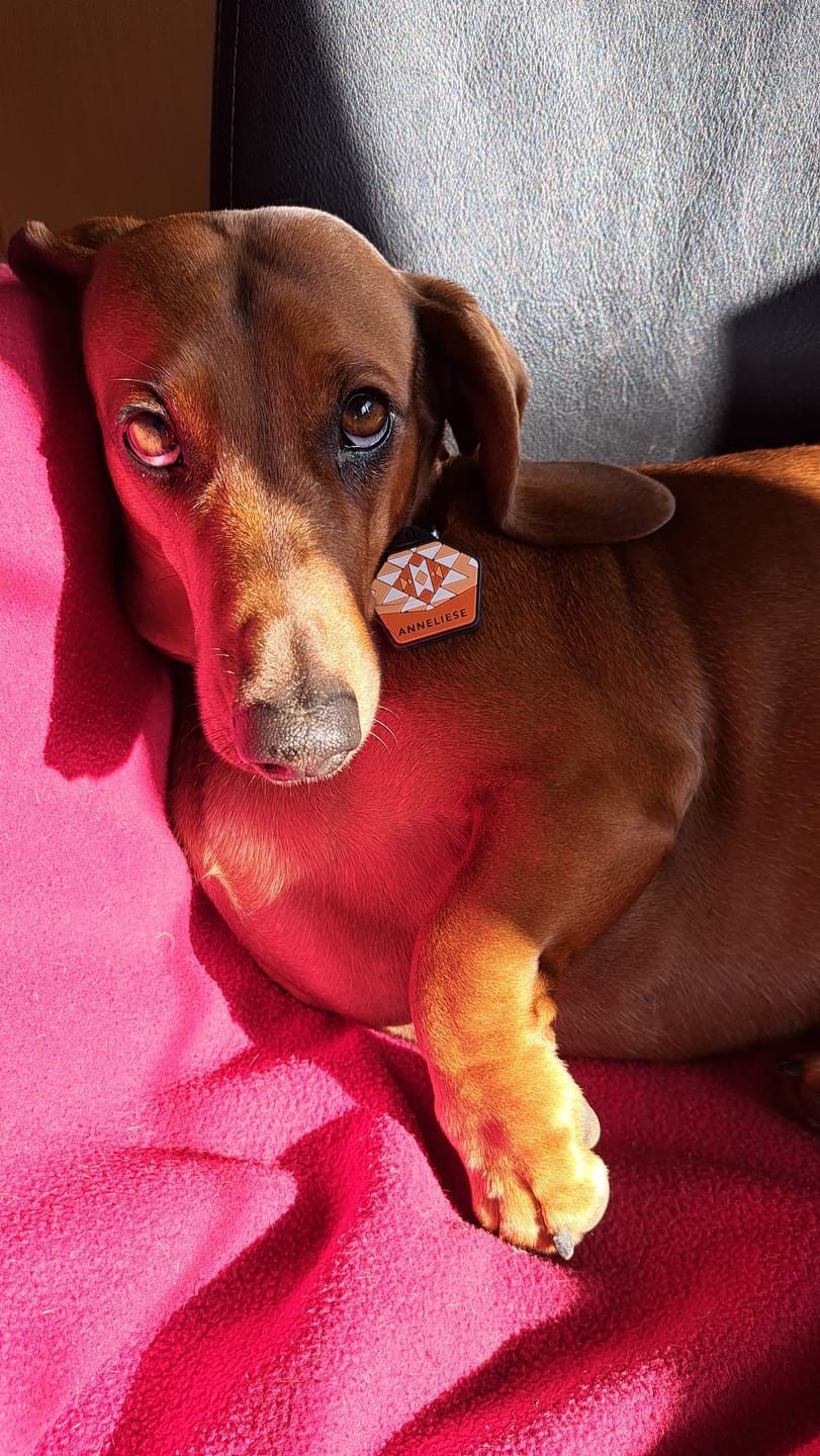 Customer photo review of Papaya Orange - Silent Dog ID Tag