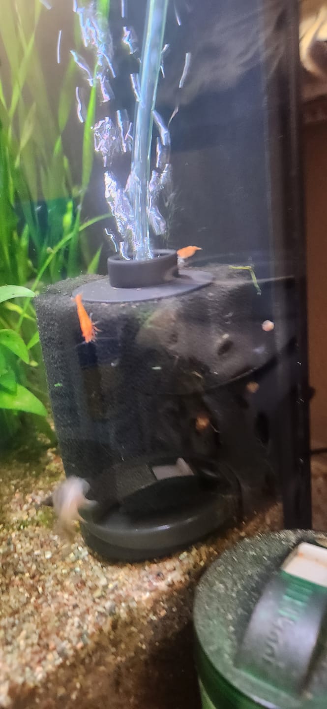 Customer photo review of Orange Sunkist Shrimp