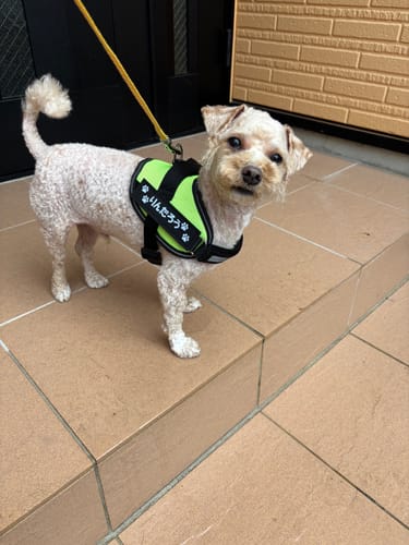 Customer photo review of FunFunPet 高機能ハーネス（お名前タグ作成サービス付き）