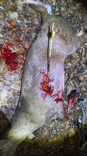 Customer photo review of Aluminum Broadheads