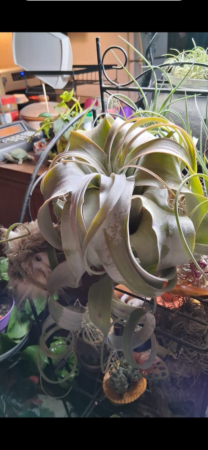 Customer photo review of Xerographica Thick Leaf Form  *Cannot Be Shipped Internationally*
