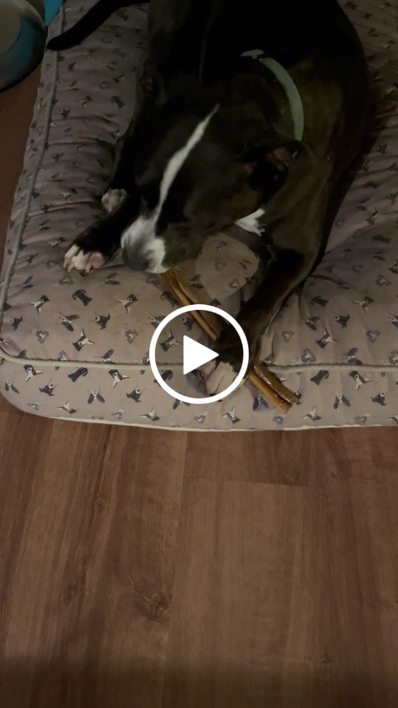 Customer video review of Beef Cheek Sticks