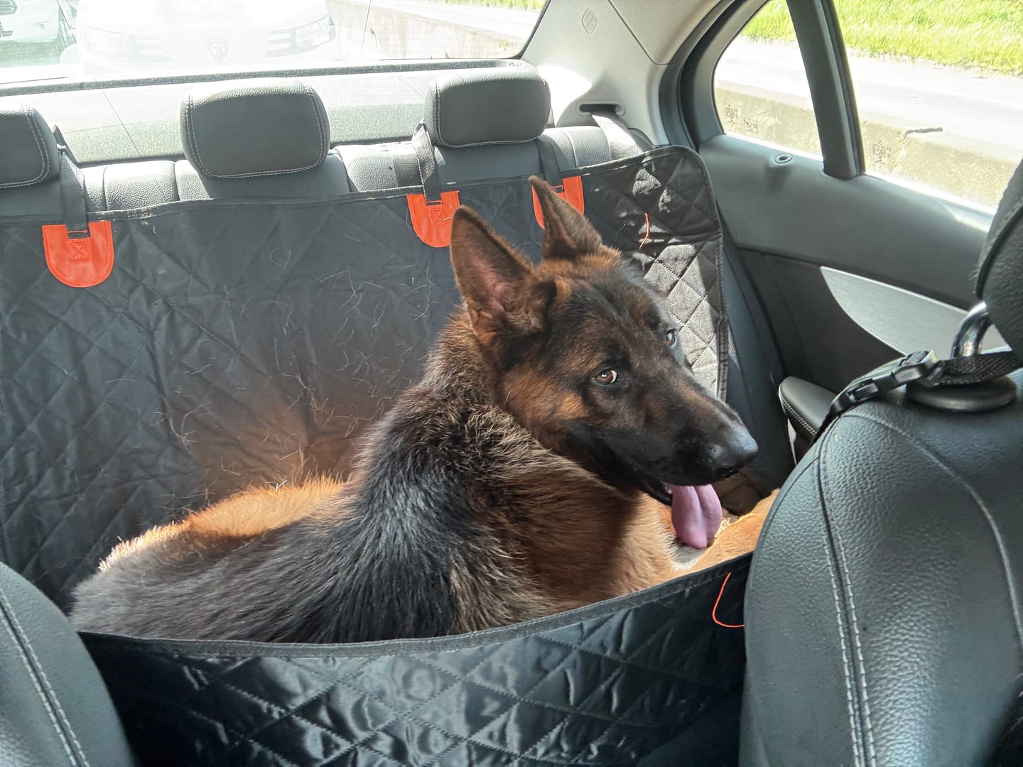 Customer photo review of Funda Impermeable THE DOGS — Auto limpio, perro más seguro