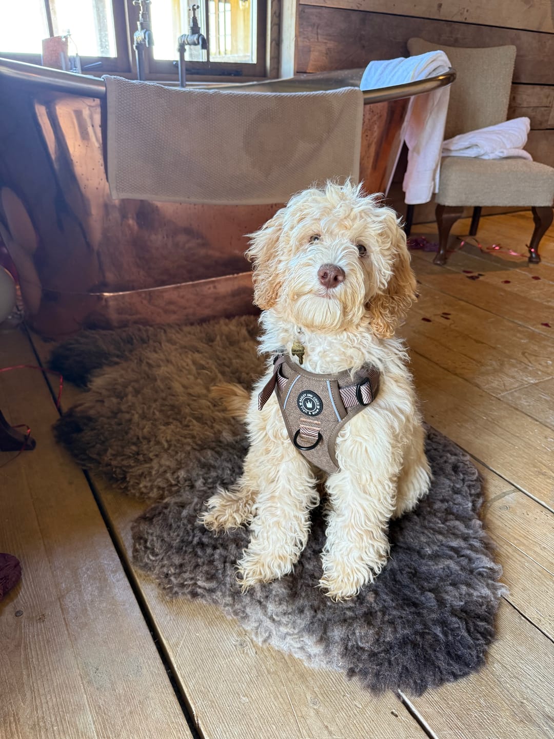 Customer photo review of Trail & Glow Tweed Dog Harness - Oxford Tweed