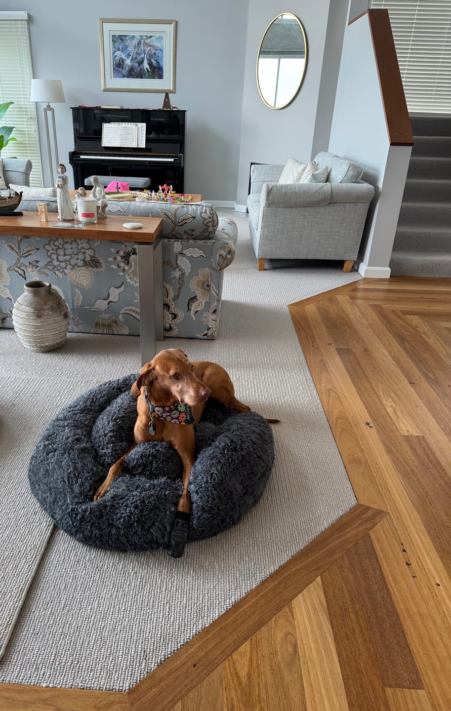 Customer photo review of Brooklyn® Deep Sleep Pet Bed