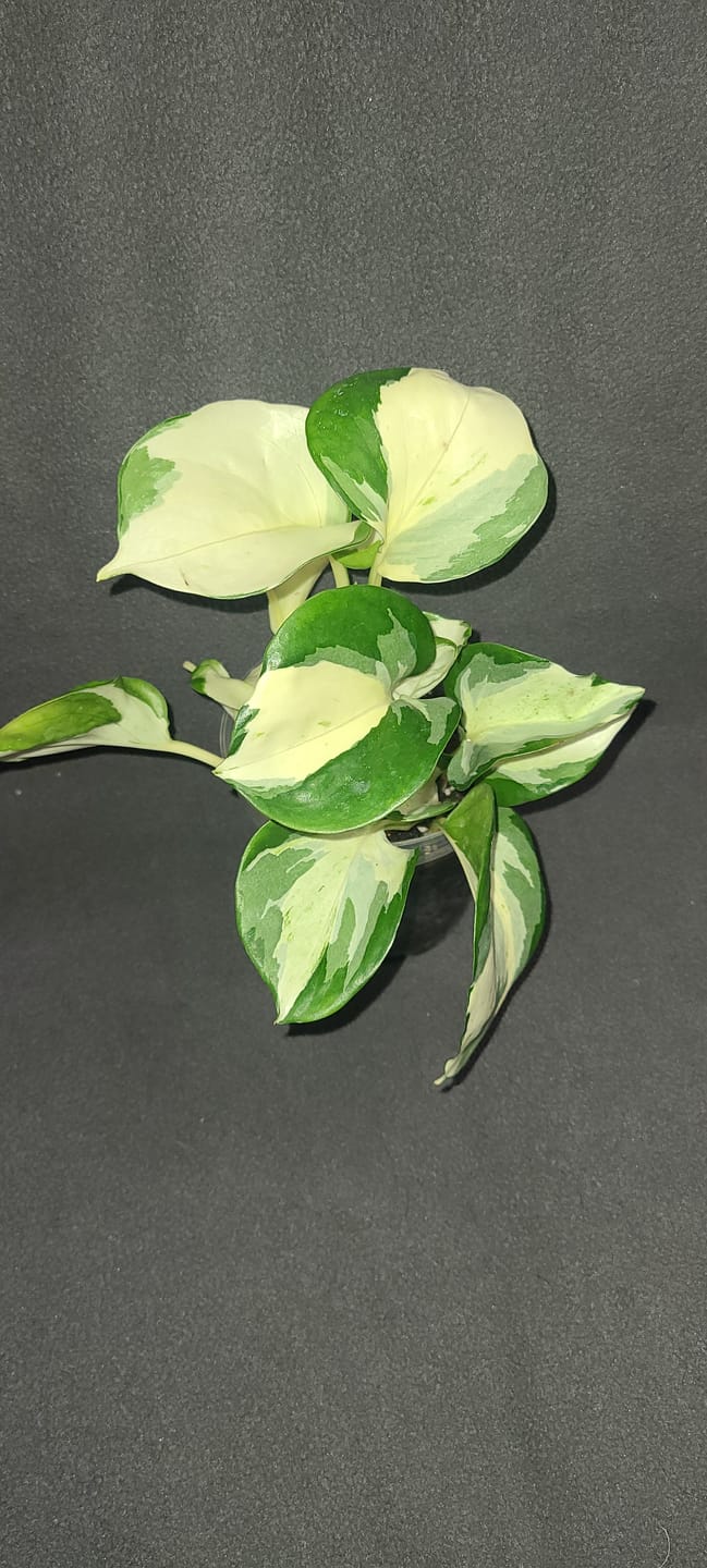 Customer photo review of Pothos Epipremnum aureum 'Manjula'