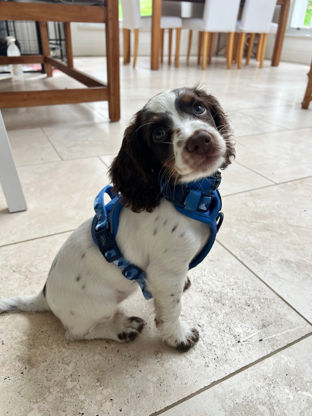 Customer photo review of Tough Trails™ Harness - Walkies Ready® Cornflower Blue