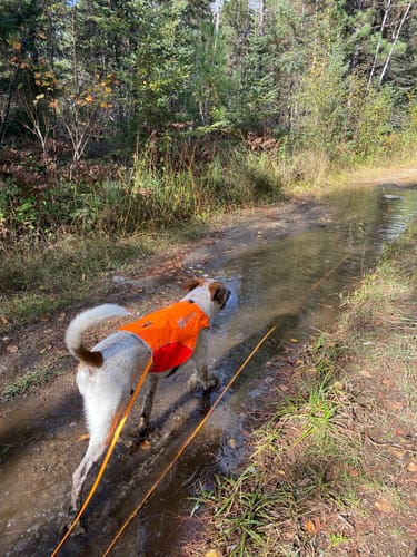 Customer photo review of Biothane Drag Line for Dogs