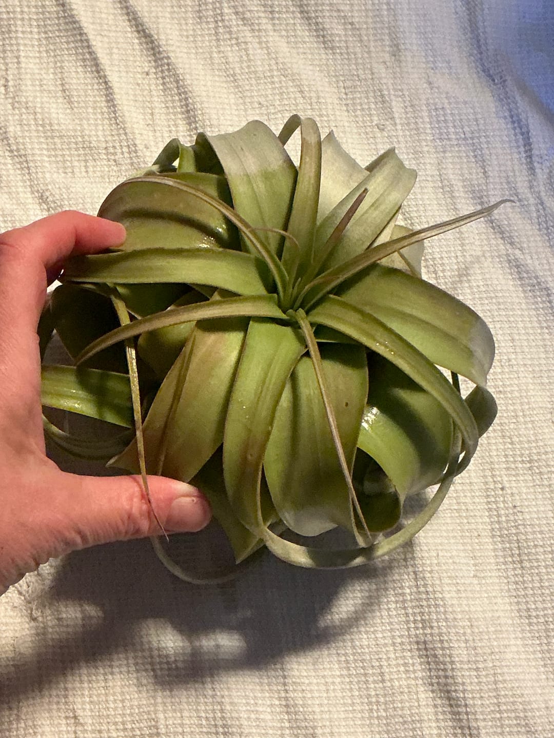 Customer photo review of Xerographica Thick Leaf Form  *Cannot Be Shipped Internationally*