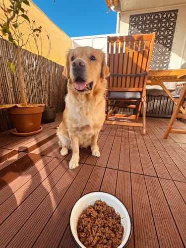 Customer photo review of Frischfutter für Energiebedarf von 1201 kCal/Tag