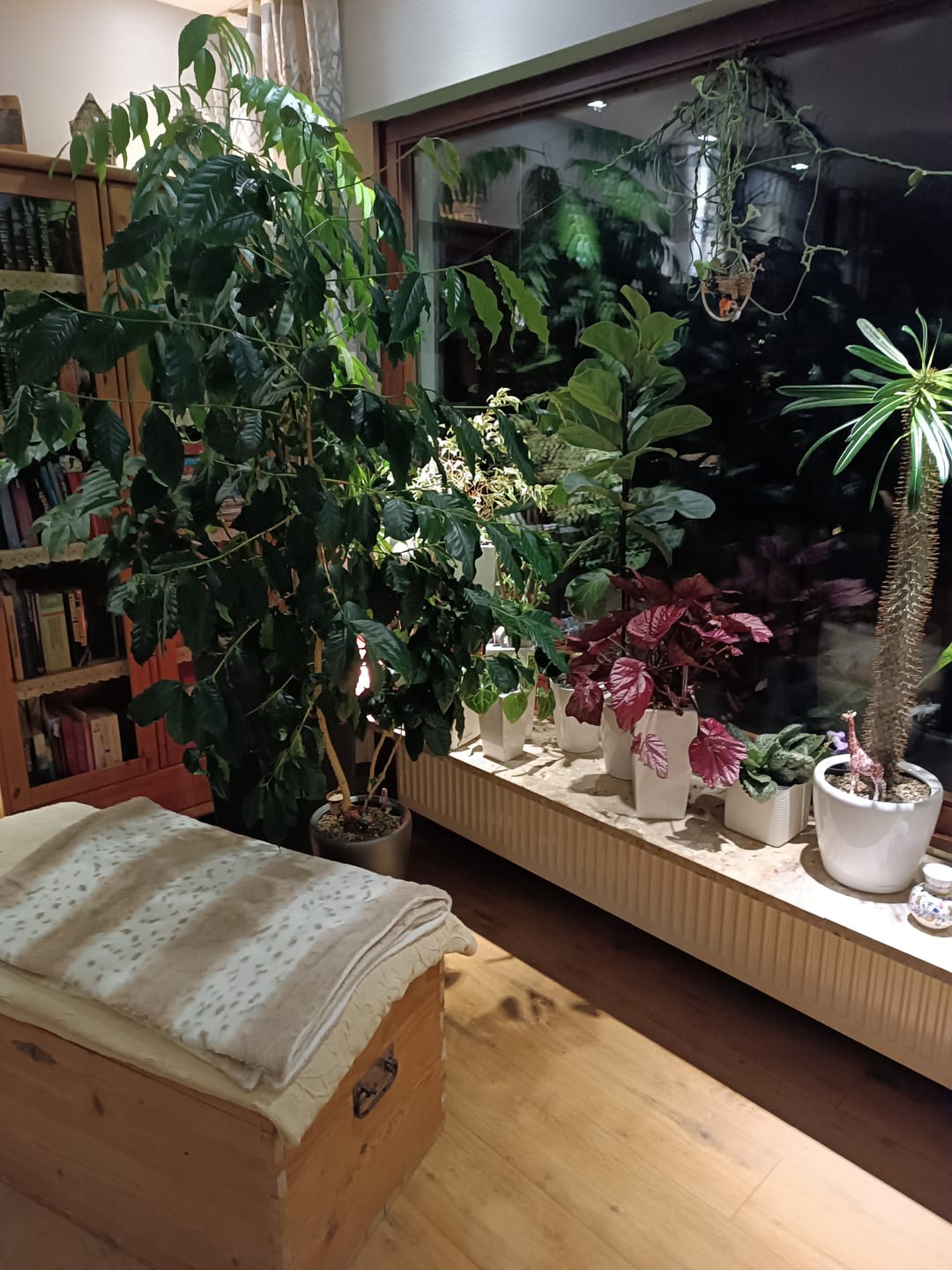 Customer photo review of HPE - Hesi Houseplant Elixir