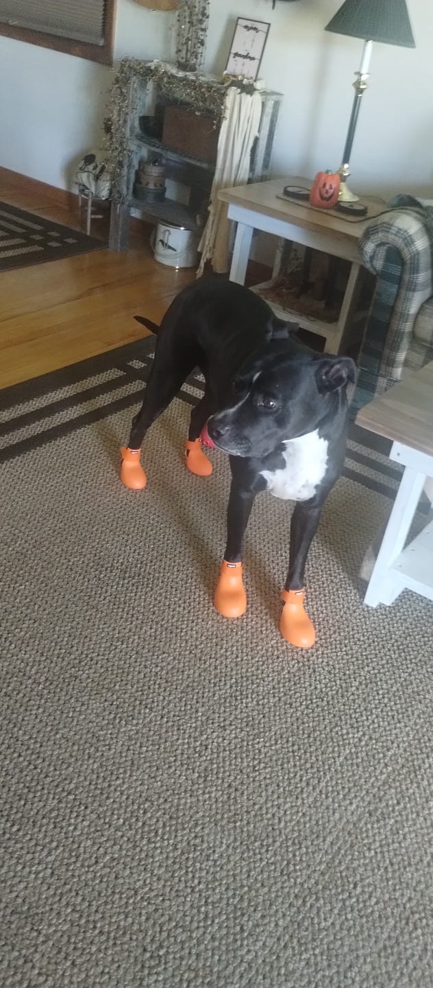 Customer photo review of WagWellie® Single