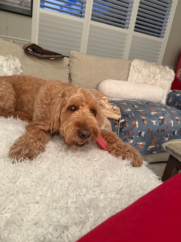Customer photo review of 4-Stick Yak Chew Pack – Mint, Banana, Strawberry & Pumpkin
