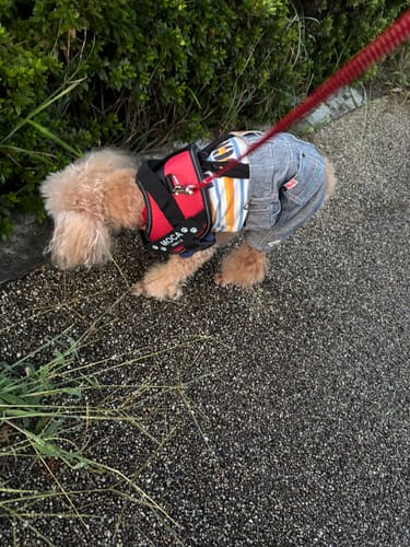 Customer photo review of FunFunPet 高機能ハーネス（お名前タグ作成サービス付き）