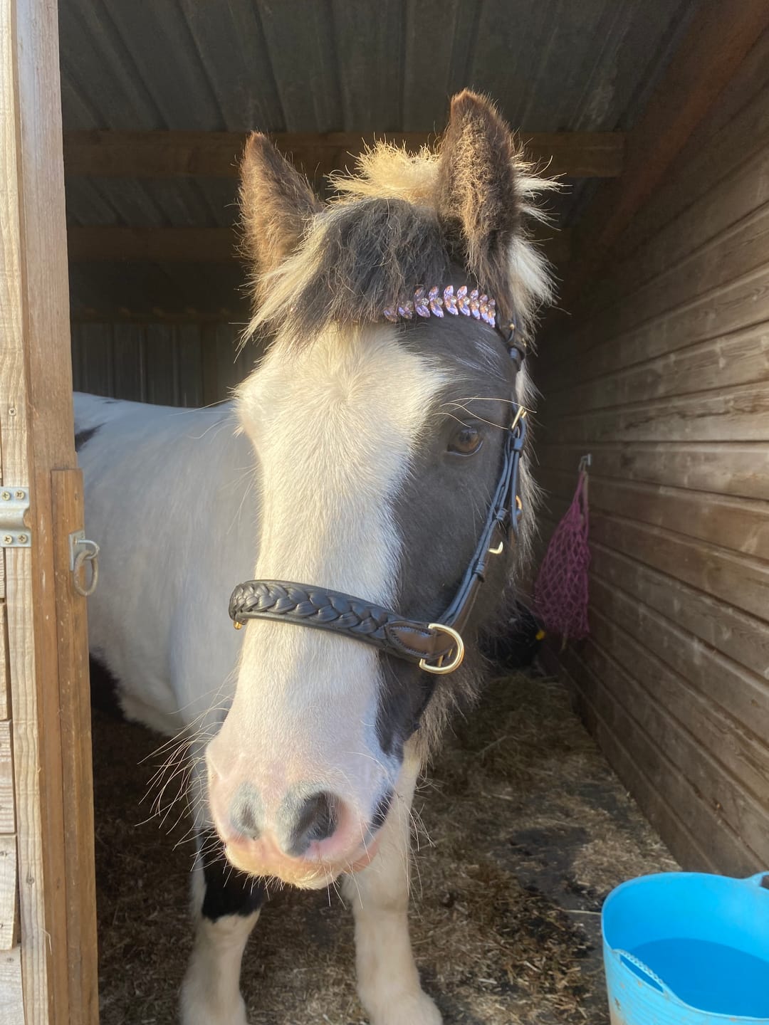 Customer photo review of Odessa bonita Multi Bridle padded - MASEGO bit to bitless system