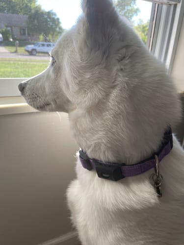 Reseña cliente FurLife