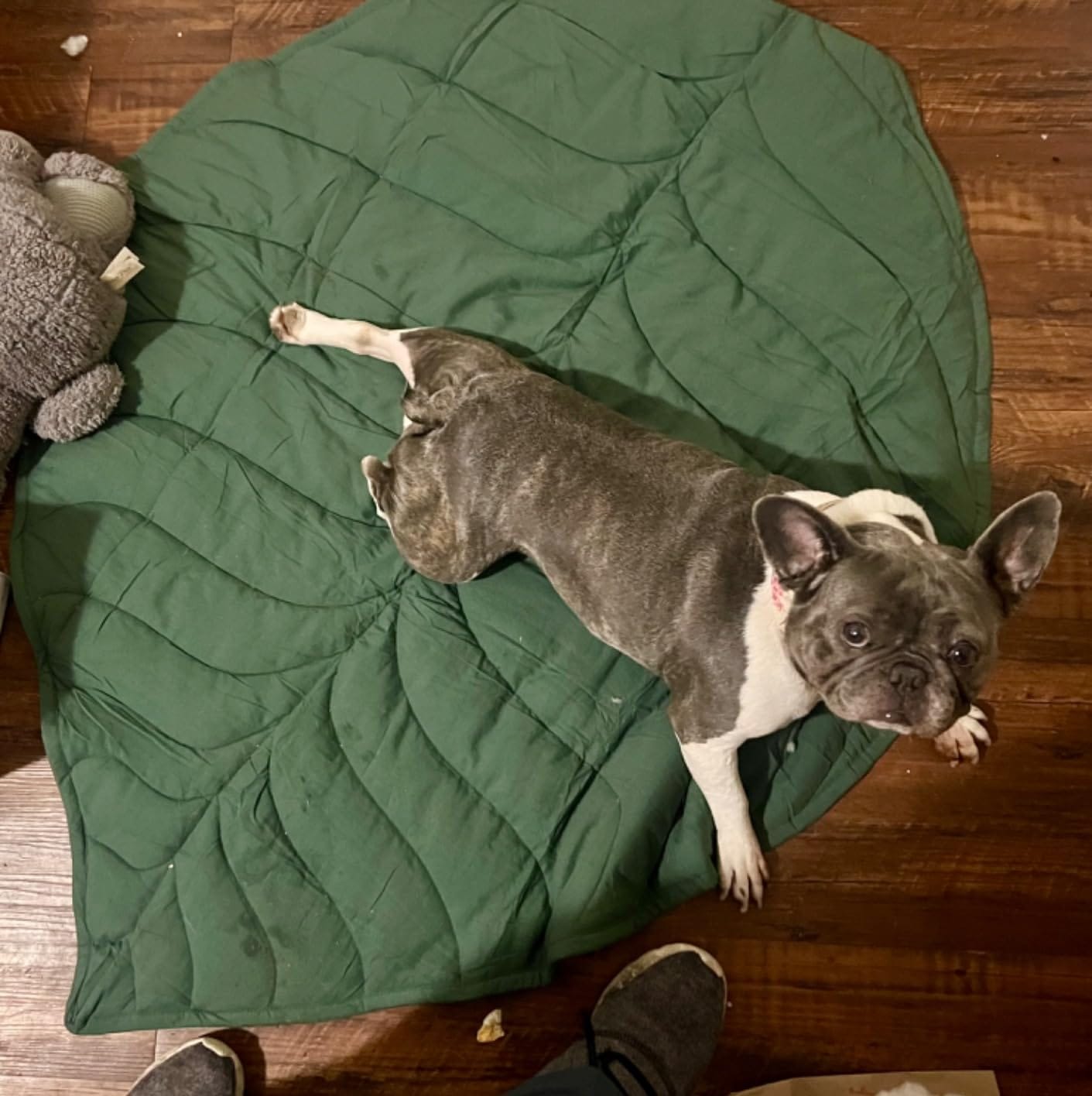 Customer photo review of Green Leaf Dog Blanket