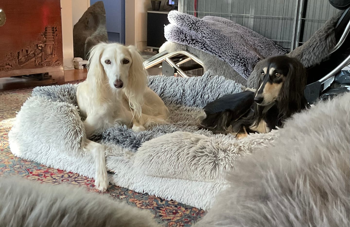 Customer photo review of Pet Orthopaedic Bed