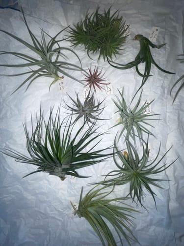 Customer photo review of **Air Plant Mystery Box**  (ALL TIERS BACK IN STOCK!)