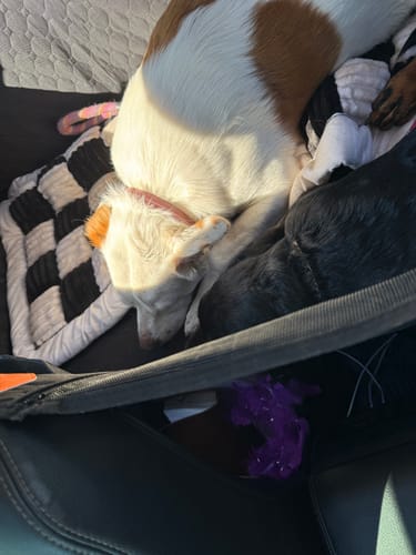 Customer photo review of DoorGuard (2-Pack)