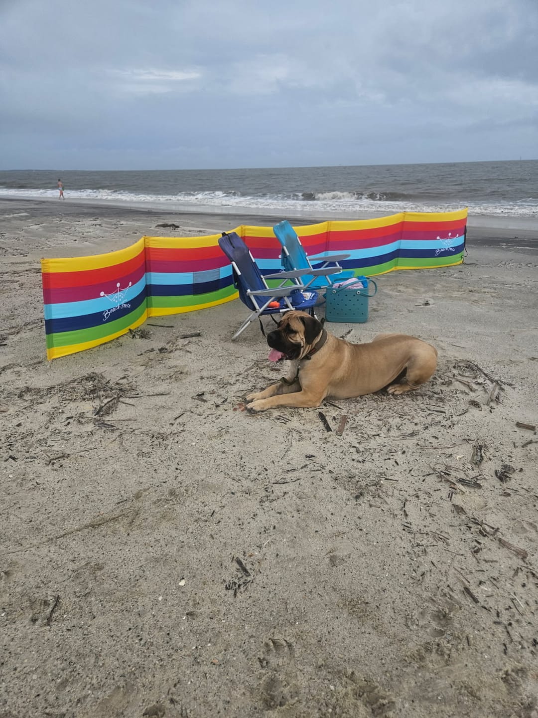 Customer photo review of BEACH COLORS - 20 ft Beach Windscreen, Rubber Mallet and Carry Bag Included