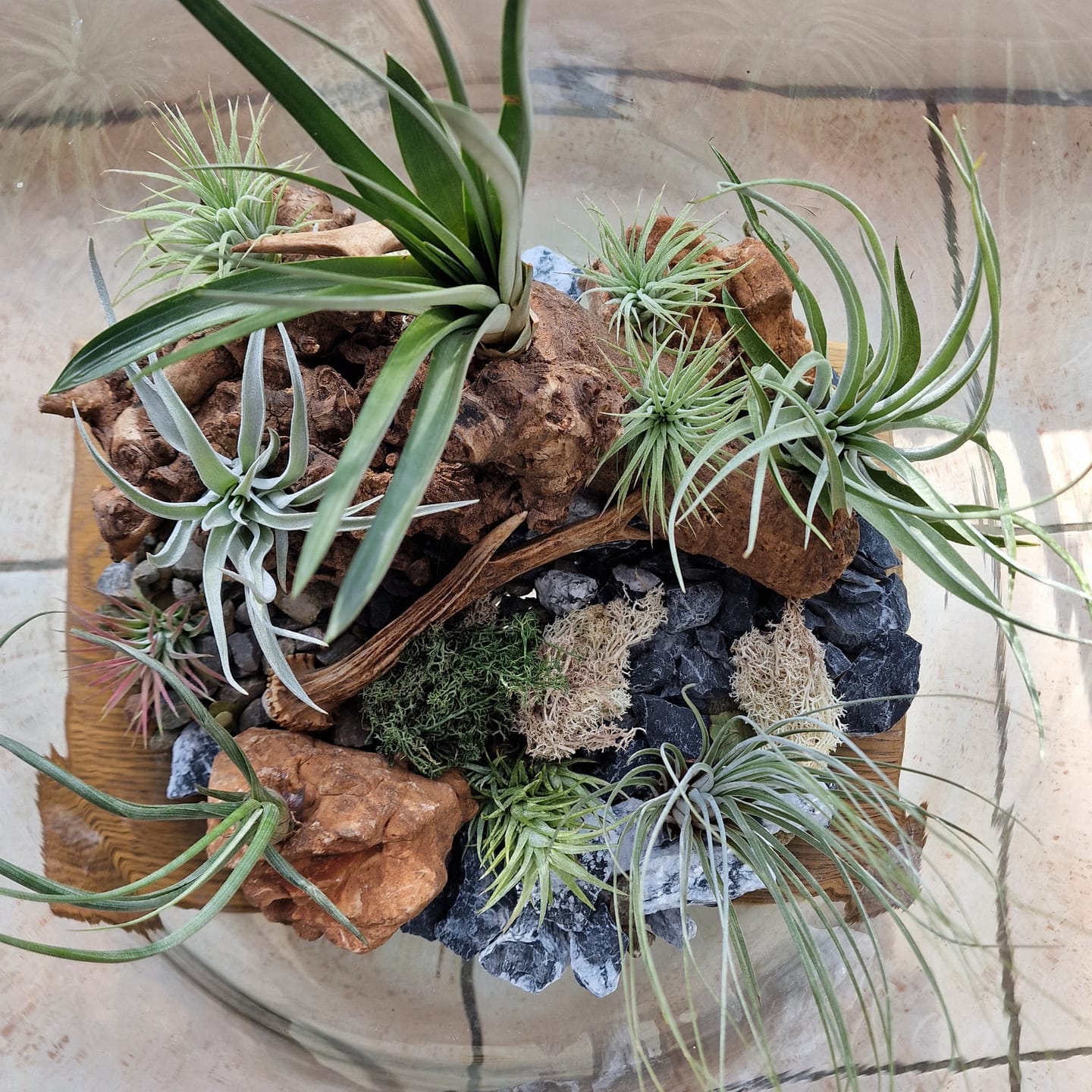 Customer photo review of Tillandsia capitata var. peach