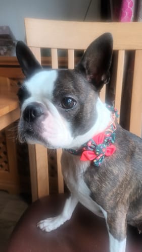Customer photo review of Flower Dog Collar