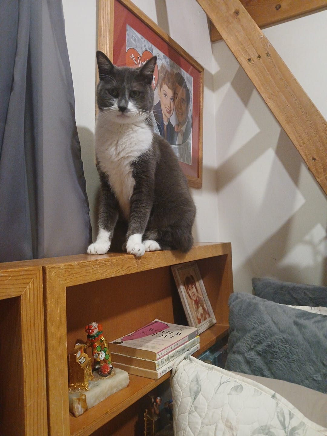Customer photo review of Cat UTI & Kidney Support Remedy