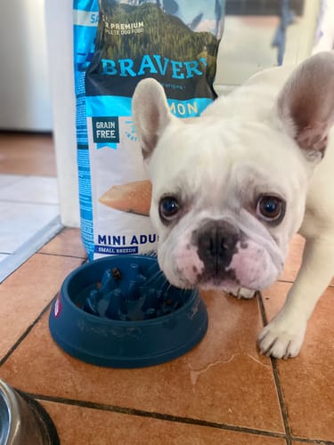 Customer photo review of BRAVERY SALMON DOG MINI ADULT|Perro Mini Adulto Salmón 7kg