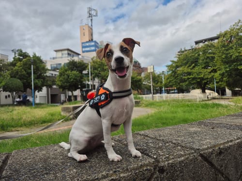 Customer photo review of FunFunPet 高機能ハーネス（お名前タグ作成サービス付き）