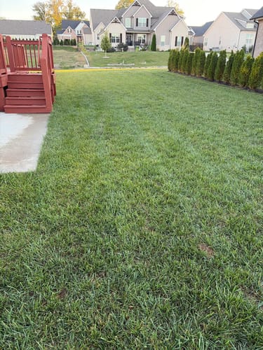 Customer photo review of GCI Turf Cool Blue Grass Seed