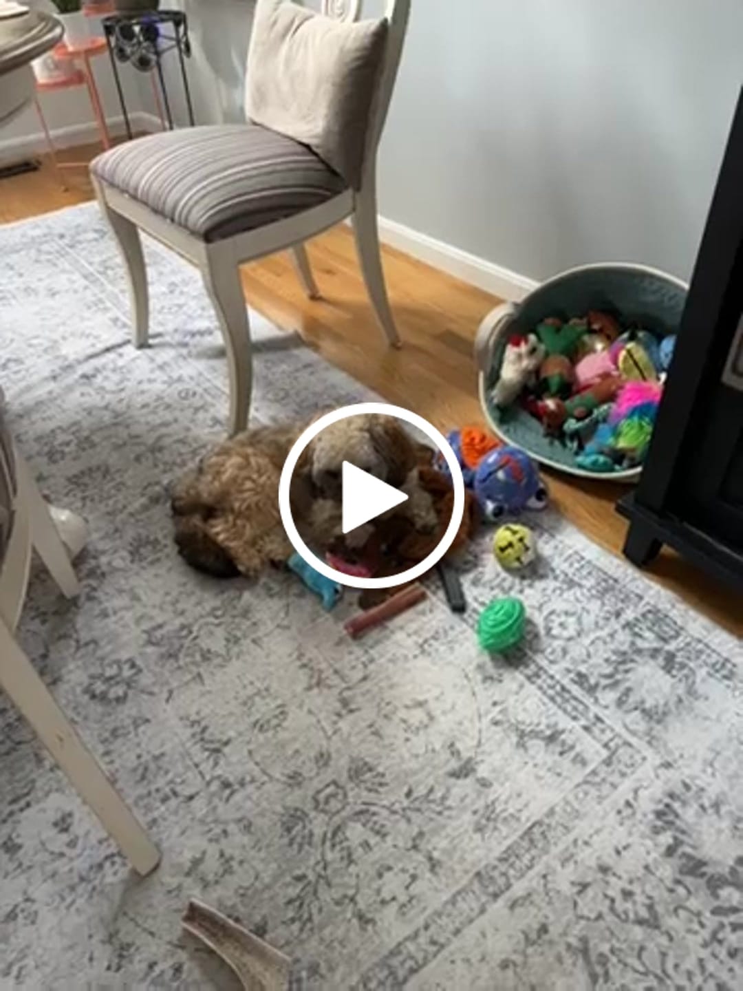 Customer video review of Bully Sticks 6-Inch Monster