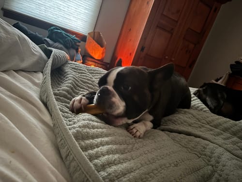 Customer photo review of Yak Chew Pack – 6 Flavor-Infused Sticks