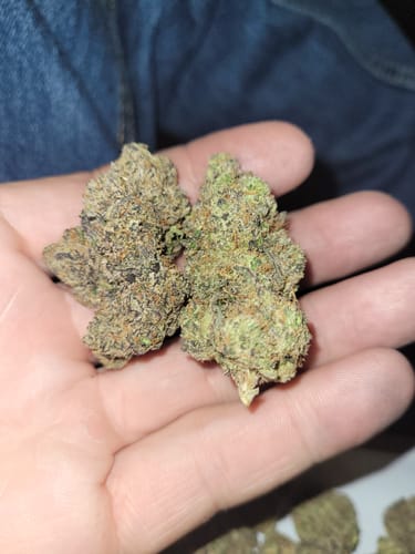 Customer photo review of Purple Jack Indoor - 28 Grams - Sativa