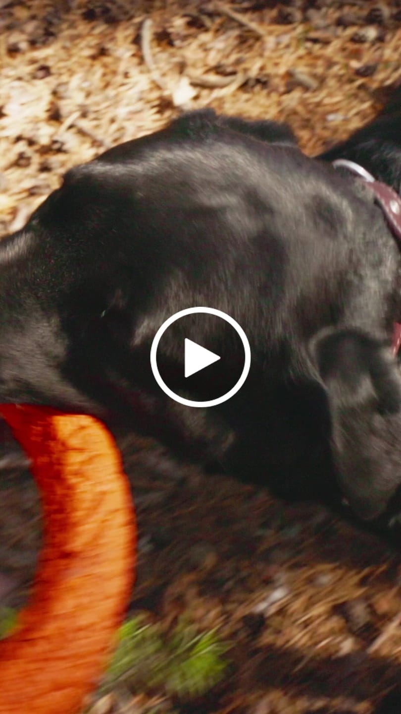Customer video review of Dr. Wuffys Gelenkformel – getestet von Wolfgang