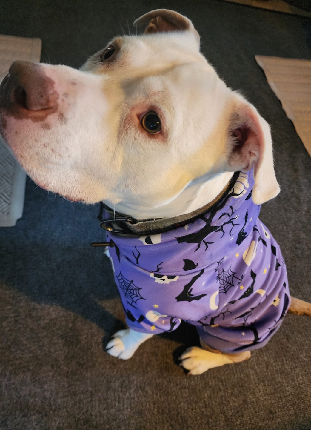 Customer photo review of Halloween Dog Hoodie - Purple