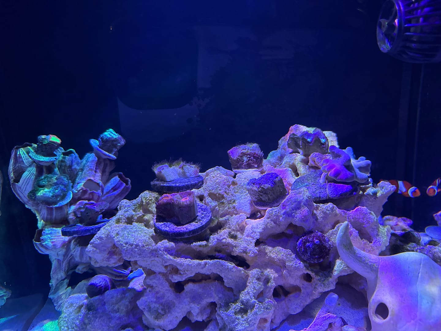 Customer photo review of Coral Essentials CVE+