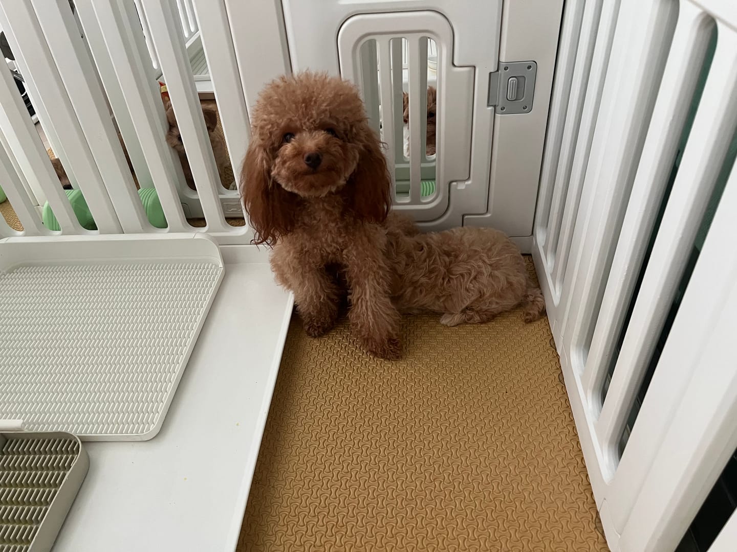Customer photo review of Protrusion Potty Pad (Size M)