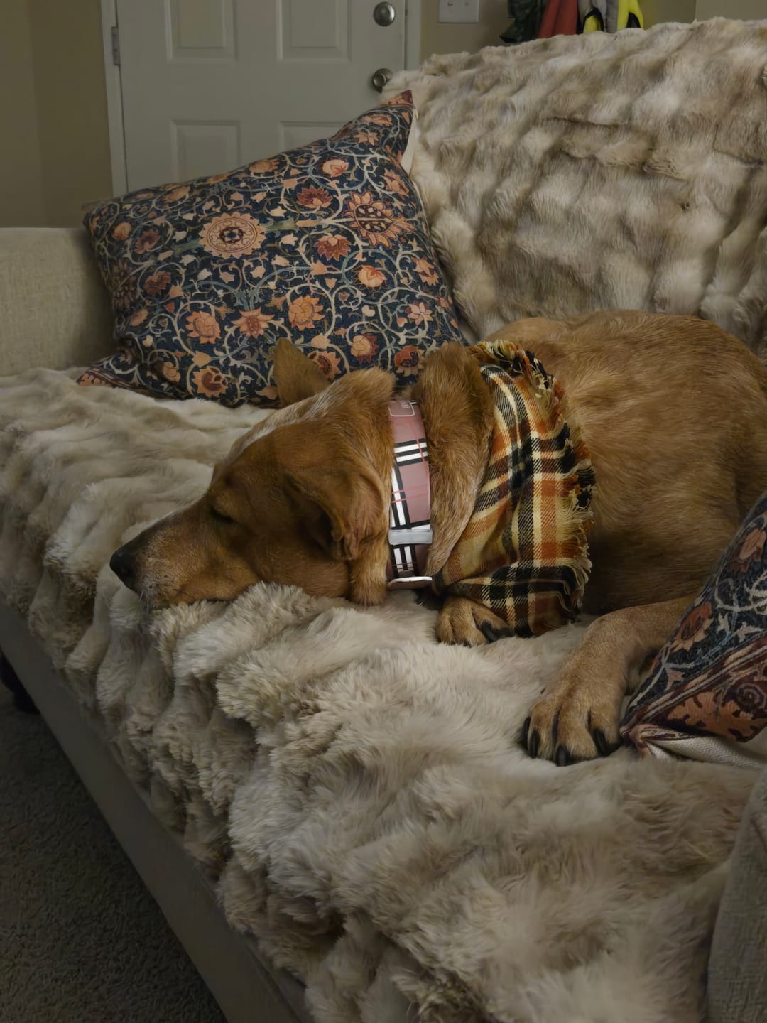 Customer photo review of Khaki Plaid Dog Collar