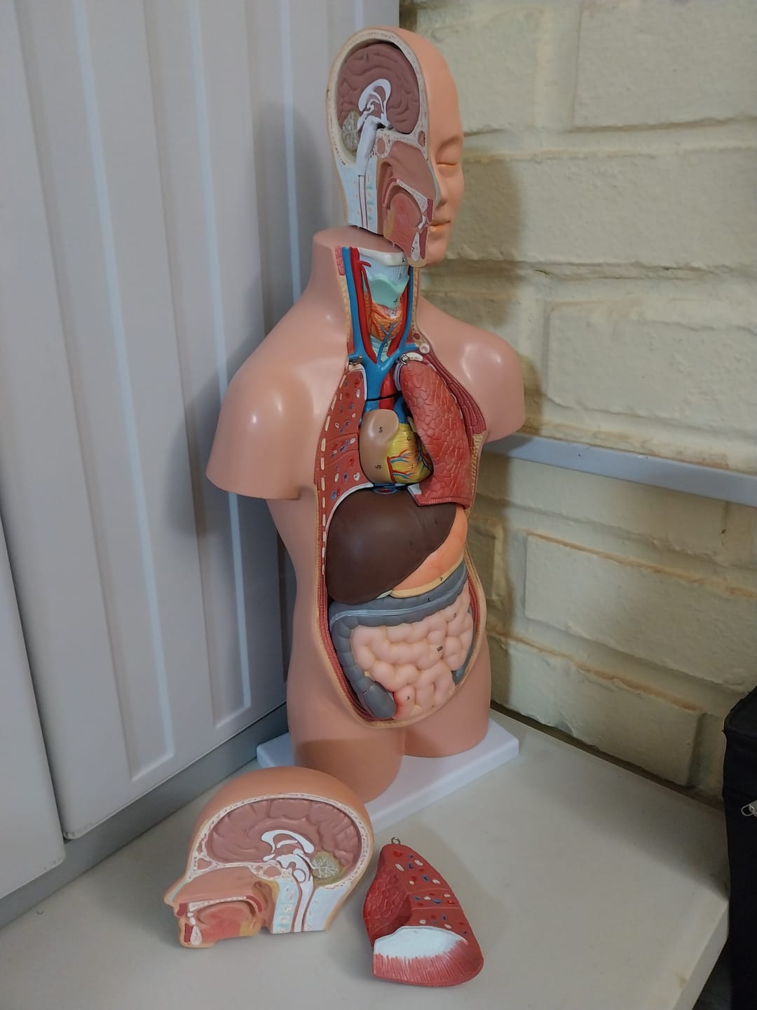 Customer photo review of Torso 50 cm desarmable 12 partes