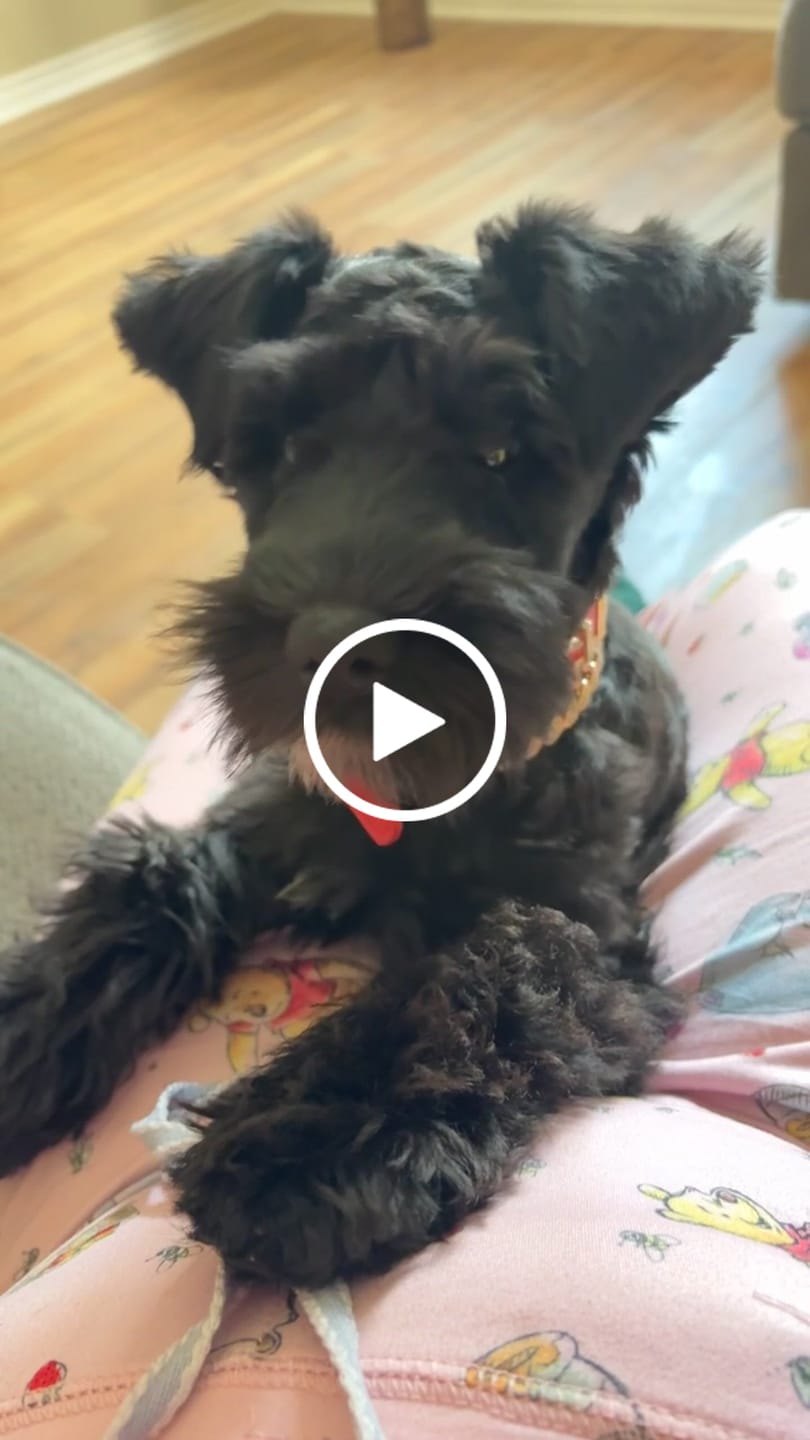 Customer video review of The Personalized Sparkle Collar