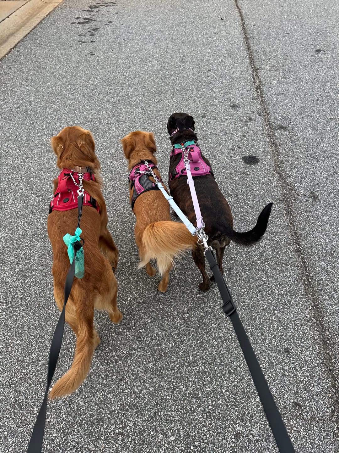 Customer photo review of 6-IN-1 Hands Free Cotton Rope Dog Leash