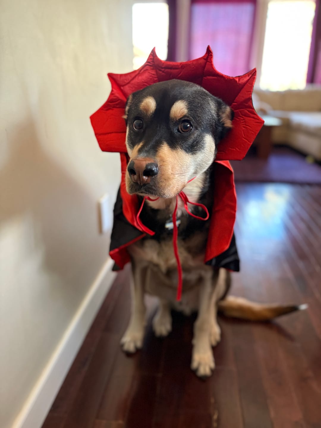 Customer photo review of 12 Inch Monster Braided Bully Stick