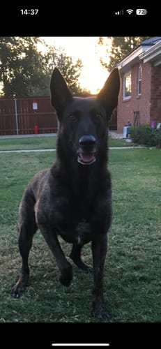 Customer photo review of Pet Tinctures 300/600/1200Mg Natural/Salmon Flavor 30ml